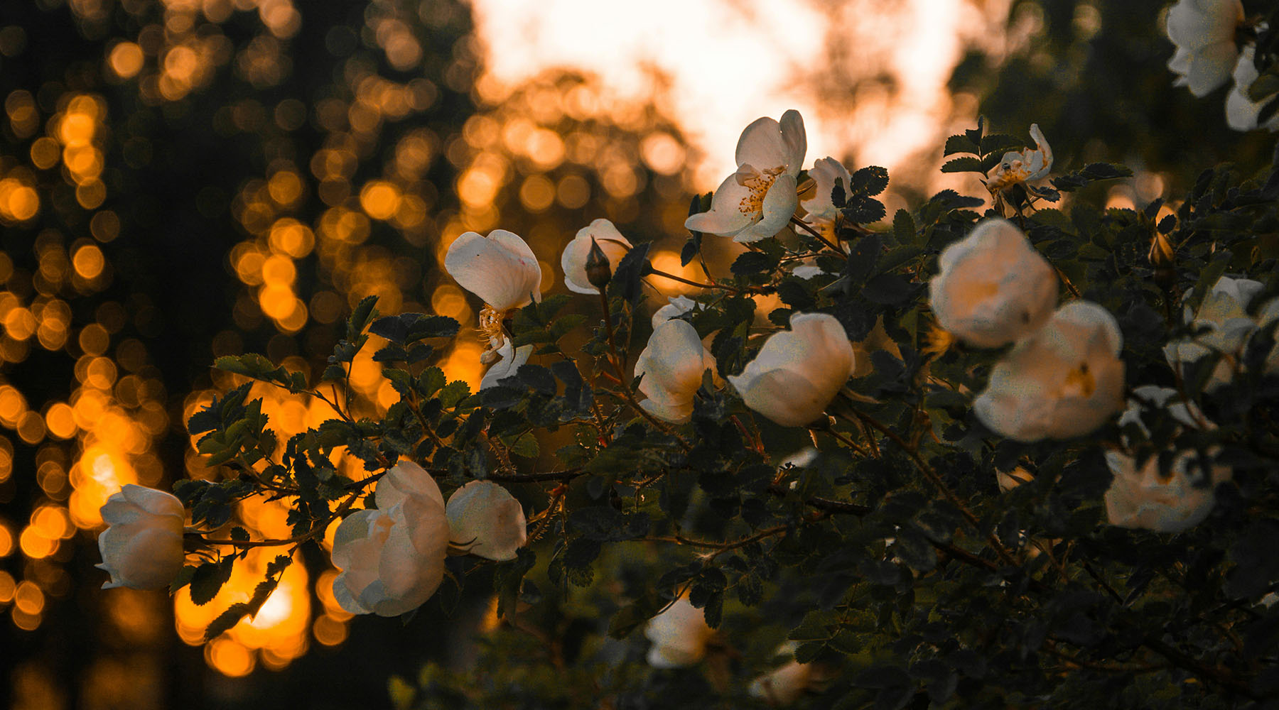 A serene garden setting the tone to create lasting memories